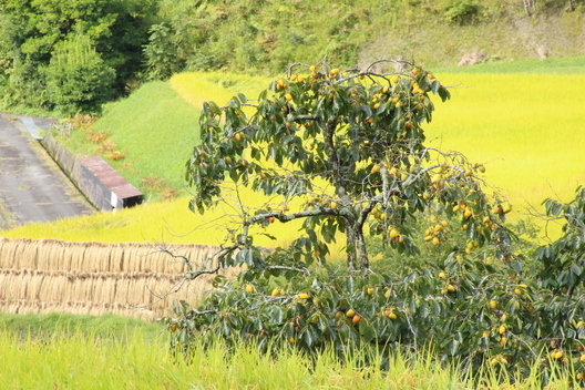 IMG_4280.JPG